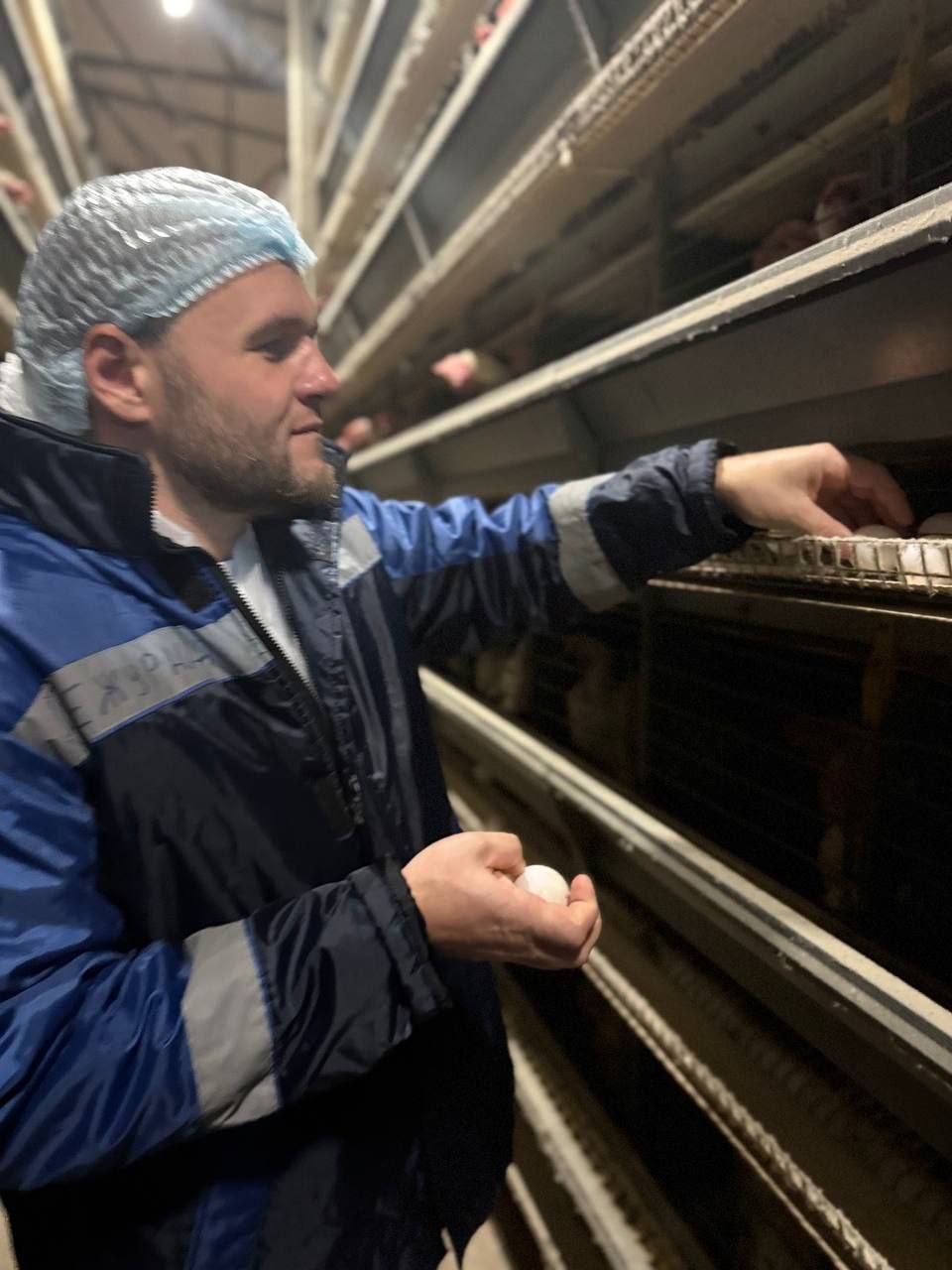 В 2025 году в Крыму производство куриных яиц выросло на 6% В 2025 году в Крыму производство куриных яиц выросло на 6%