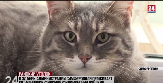 Симферопольцы своими руками строят дома для кошек