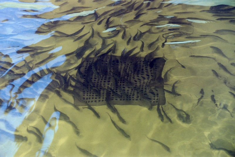 Через пять лет к русским на стол вернётся чёрная икра: Эксперты сделали прогноз Через пять лет к русским на стол вернётся чёрная икра: Эксперты сделали прогноз