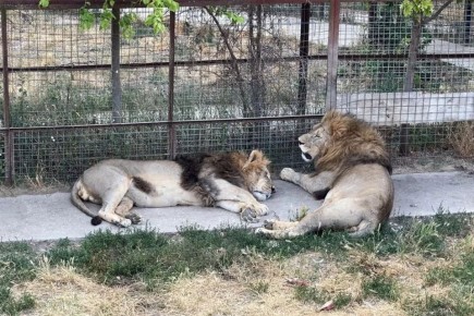 Раскрыта судьба льва, напавшего на директора парка «Тайган» Зубкова