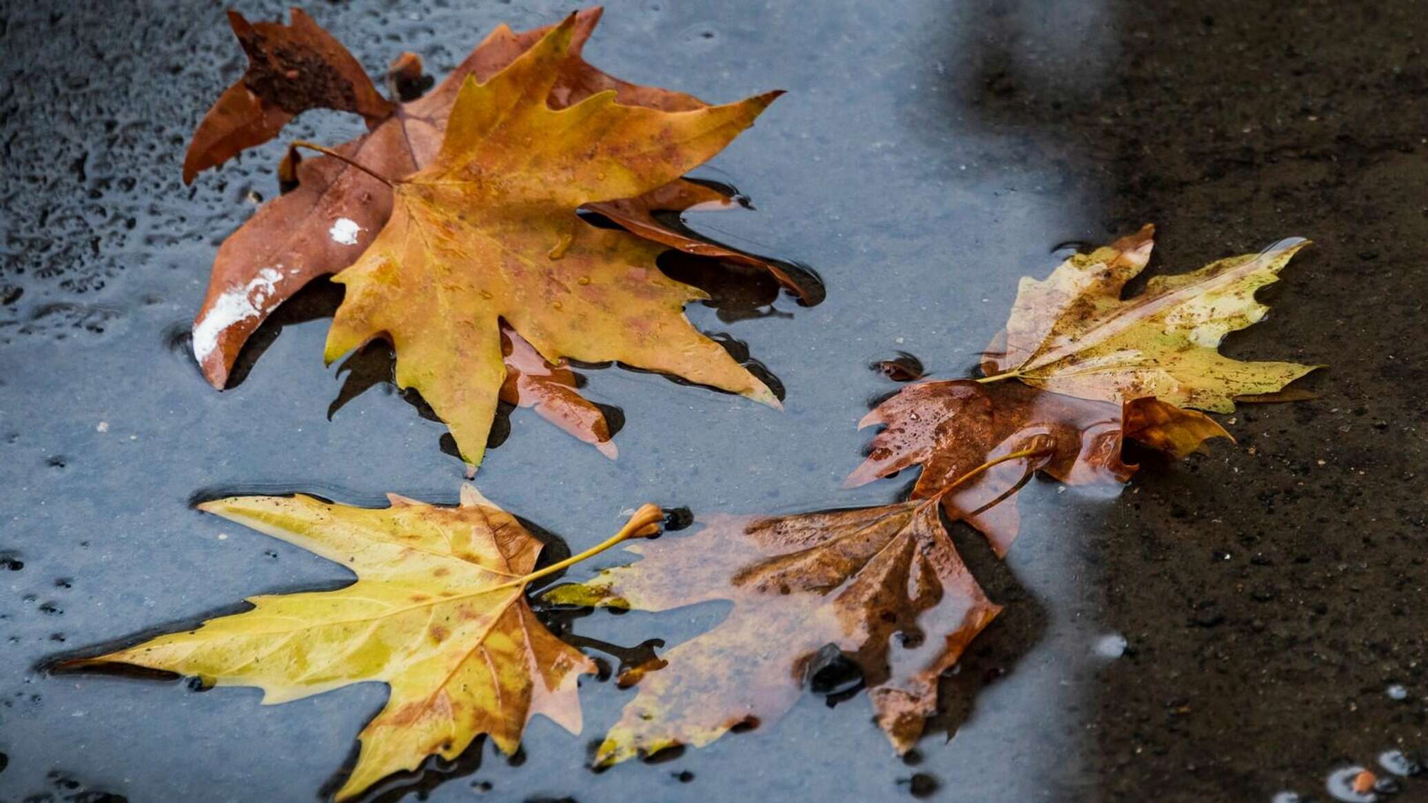 Похолодание и дожди: Крым ждет резкое снижение температуры воздуха