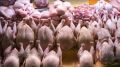 В Севастополе подешевели курица и "борщевой набор"