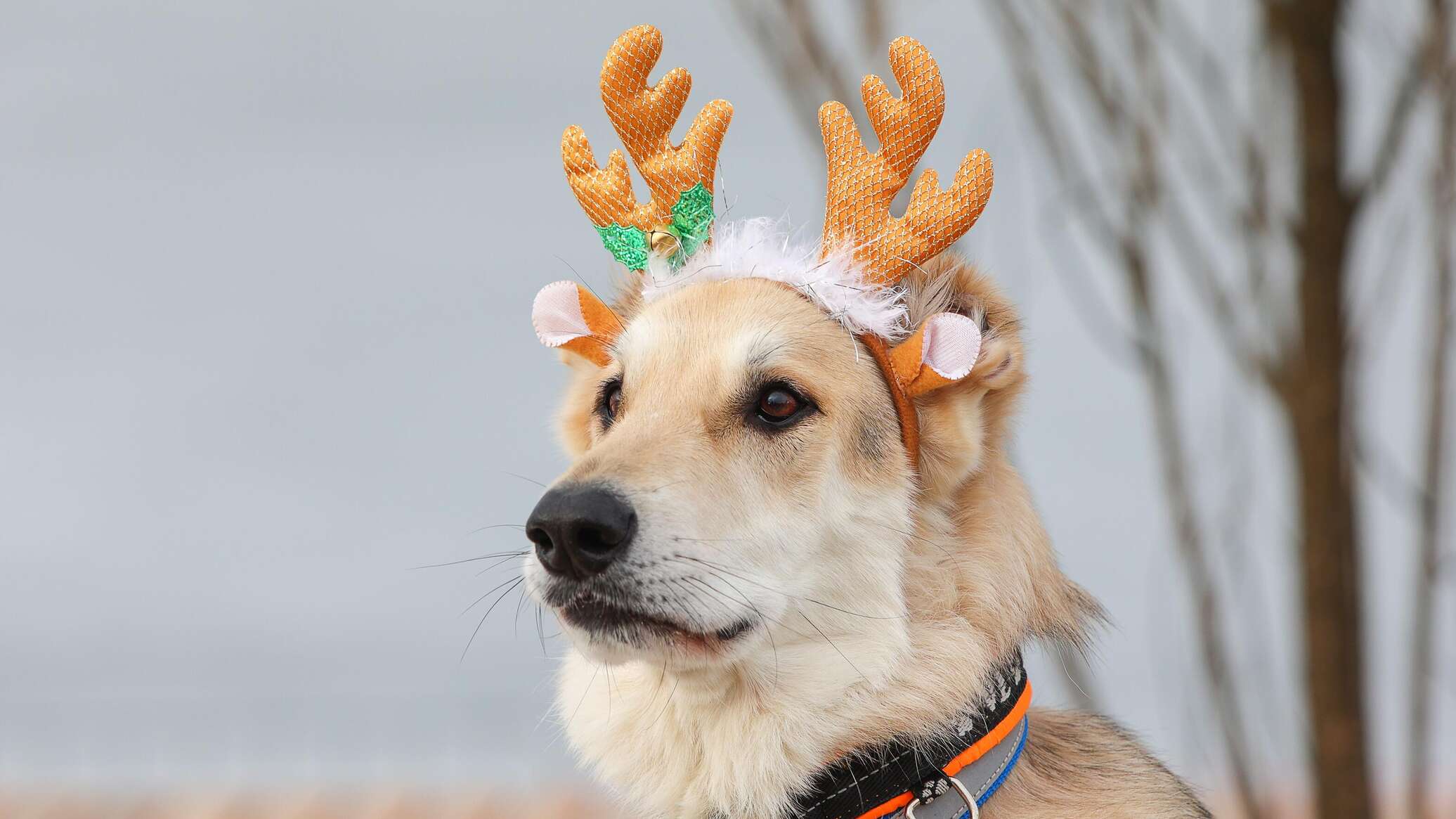 Осенний отдых с питомцами в Крыму – сколько стоит номер