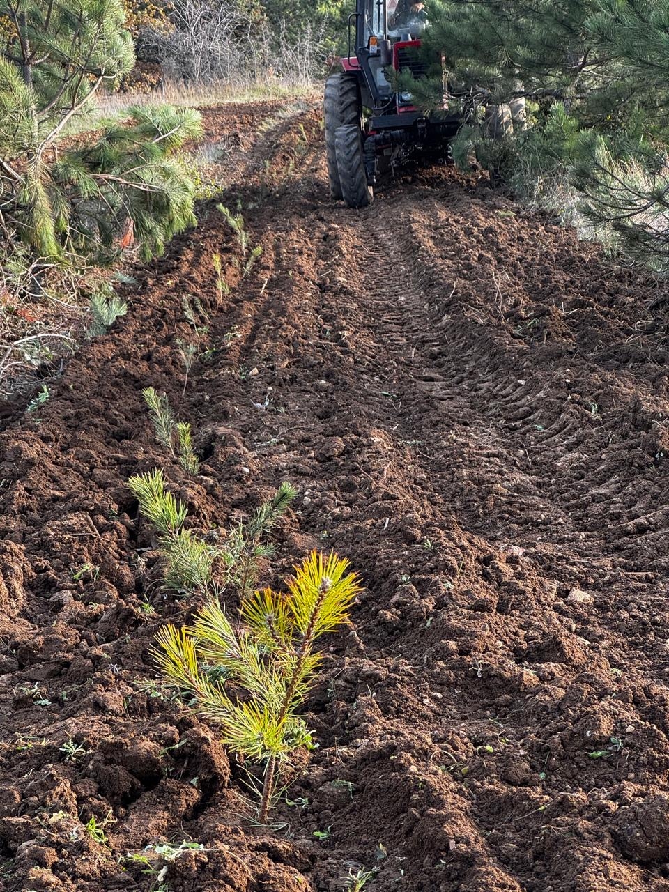 В Крыму продолжаются высадки в рамках Всероссийской акции «Сохраним лес» В Крыму продолжаются высадки в рамках Всероссийской акции «Сохраним лес»