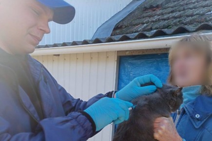В пгт. Приморский муниципального округа Феодосия проводится антирабическая вакцинация в связи с выявлением бешенства кошки