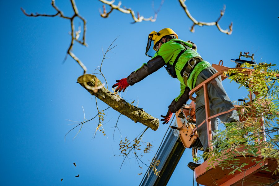 Коммунальные службы готовят город к сезонным ветрам Коммунальные службы готовят город к сезонным ветрам