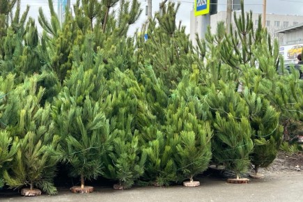 На территории Симферополя будут организованы специализированные сезонные ярмарки по реализации хвойных деревьев