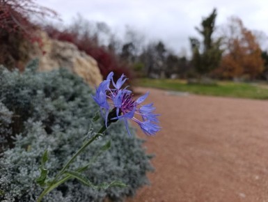 В ботаническом саду Симферополя распустились примулы и взошли нарциссы