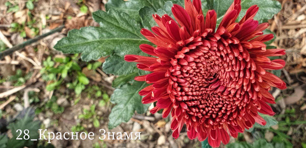 В Никитском ботаническом саду выбирают «королеву» бала хризантем В Никитском ботаническом саду выбирают «королеву» бала хризантем