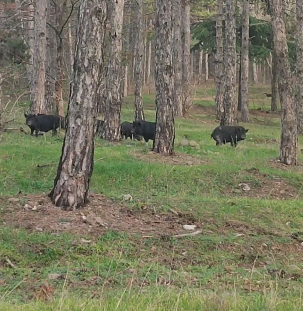Убегать от него бесполезно: как действовать при встрече с диким кабаном в Крыму Убегать от него бесполезно: как действовать при встрече с диким кабаном в Крыму