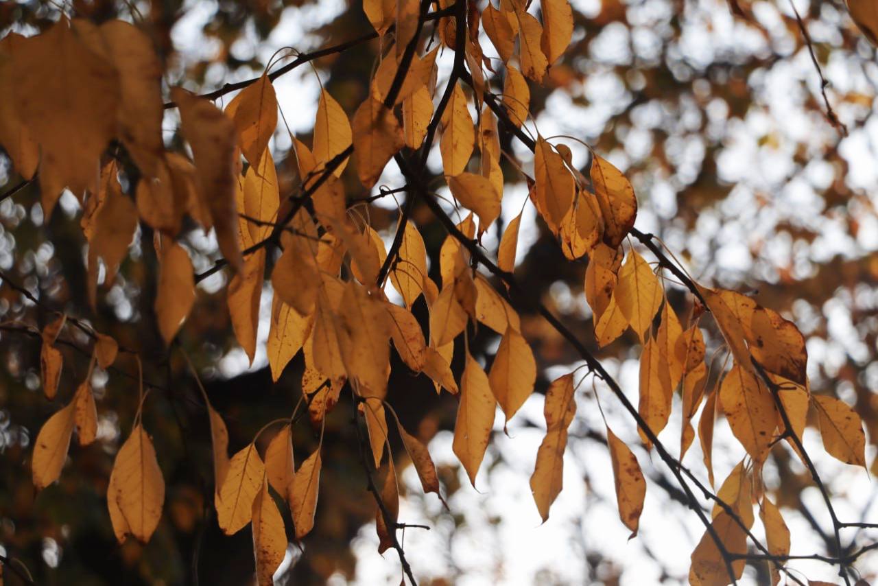 Олег Каторгин: Уход за зелеными насаждениями в Керчи ведется круглый год Олег Каторгин: Уход за зелеными насаждениями в Керчи ведется круглый год