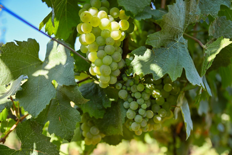 В Севастополе помогают отрасли виноградарства и виноделия