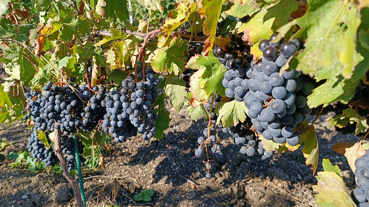 В Крыму в 2026 году направят около миллиарда рублей на развитие виноградарства