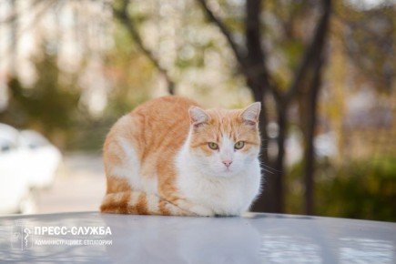 Доброе утро, Евпатория!. Температура воздуха поднимется сегодня до +17°С