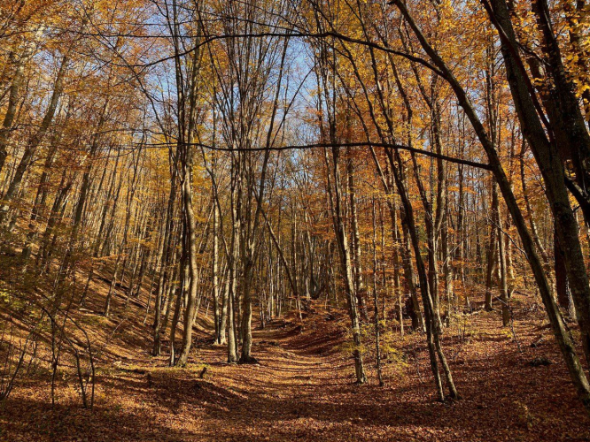 Севприроднадзор отмечен одним из лучших в ЮФО в части осуществления надзора за смежными с лесами землепользователями