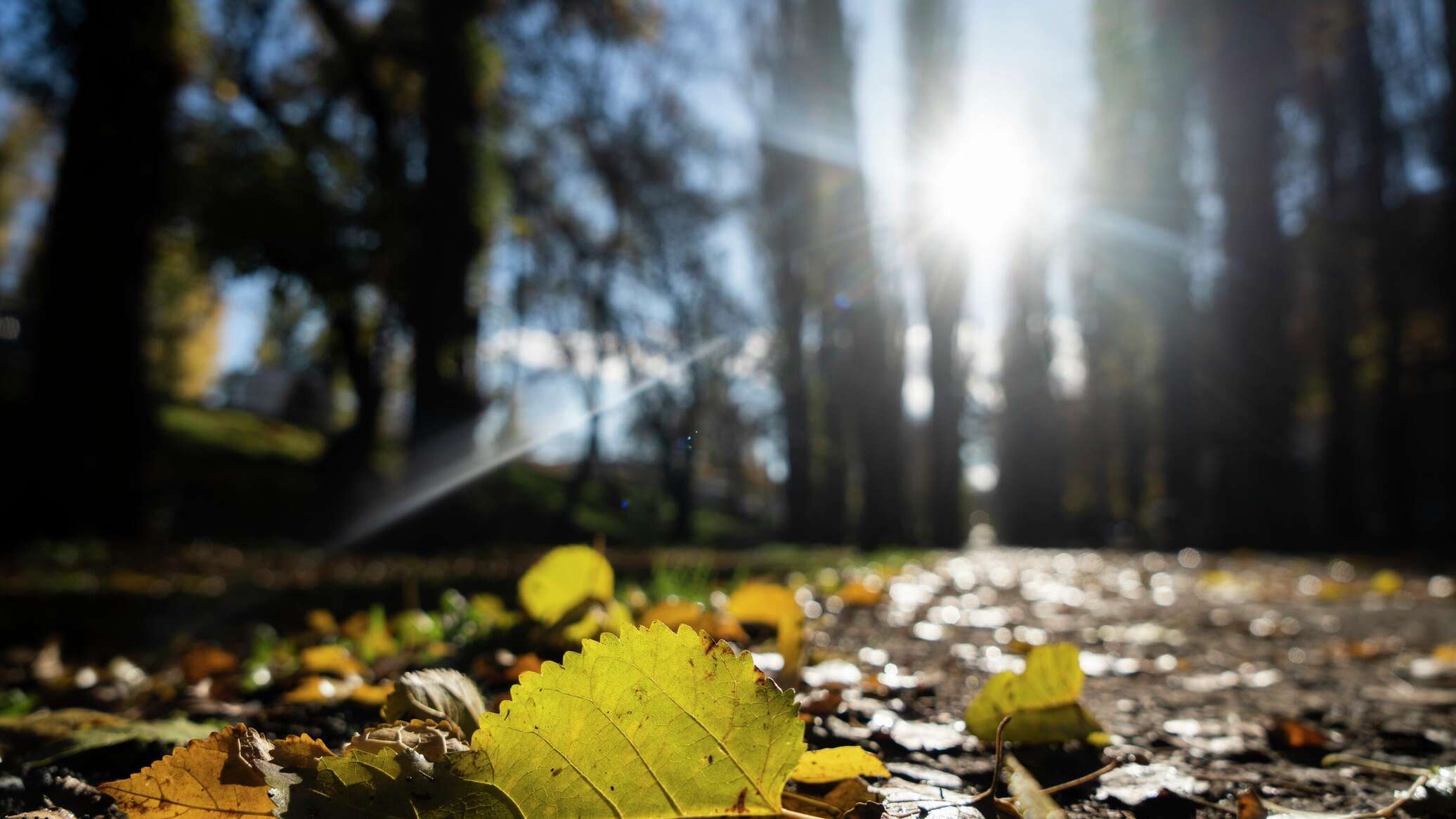 В Крыму в четверг потеплеет до +20