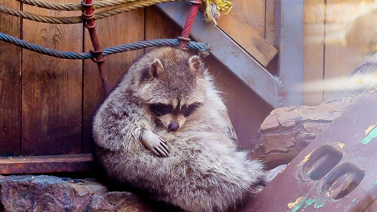 Обитателей симферопольского зооуголка готовят к зимнему сезону