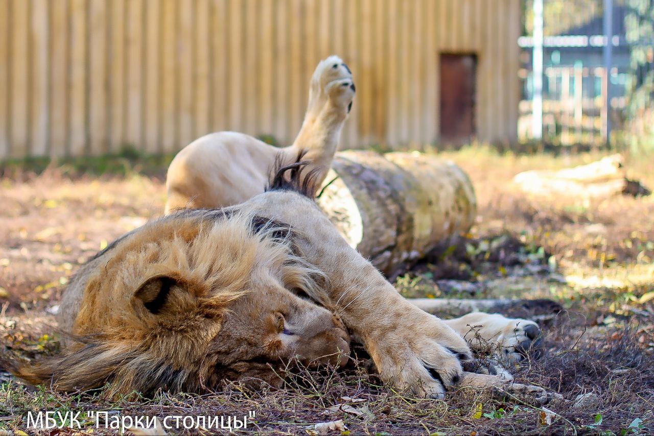 Жителей симферопольского зооуголка готовят к зиме