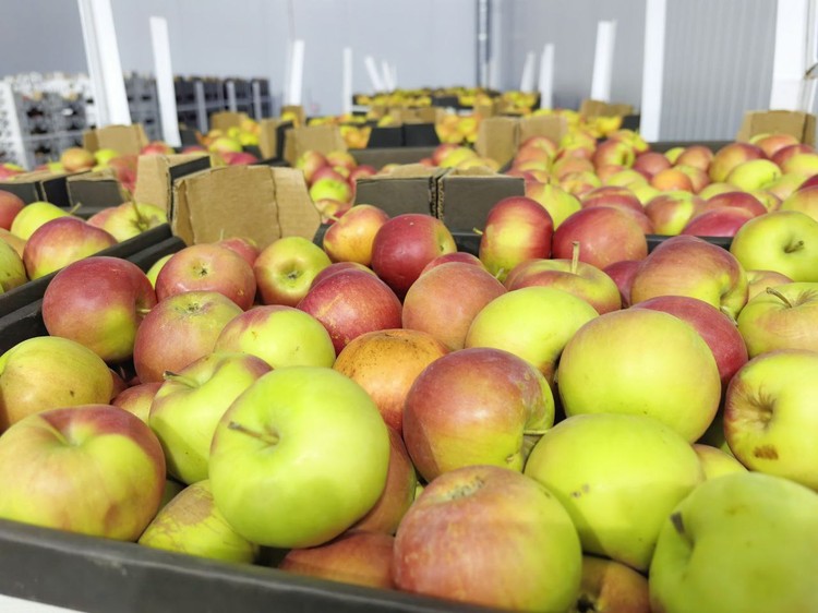 Ярмарки против спекулянтов: в Крыму ищут способы сделать овощи доступнее Ярмарки против спекулянтов: в Крыму ищут способы сделать овощи доступнее