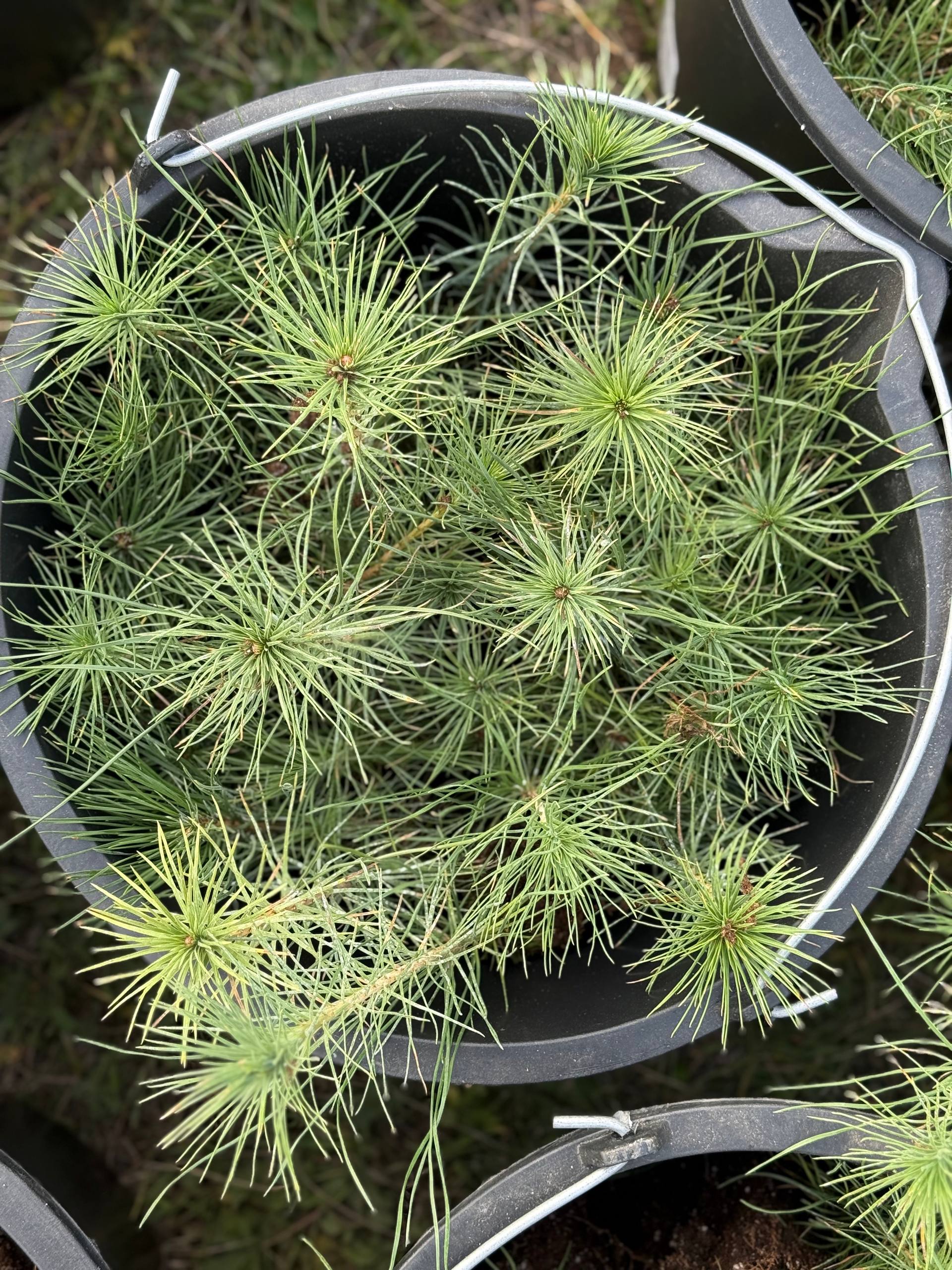 Вблизи пгт Орджоникидзе состоялось центральное мероприятие Всероссийской акции «Сохраним лес»