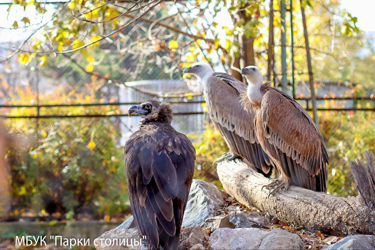 Жителей симферопольского зооуголка готовят к зиме Жителей симферопольского зооуголка готовят к зиме