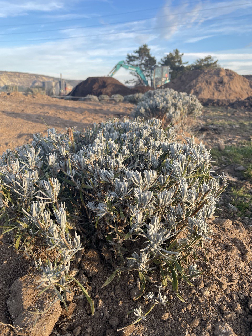Въезд в Бахчисарай со стороны Симферополя будет украшать «Лавандовое кольцо»