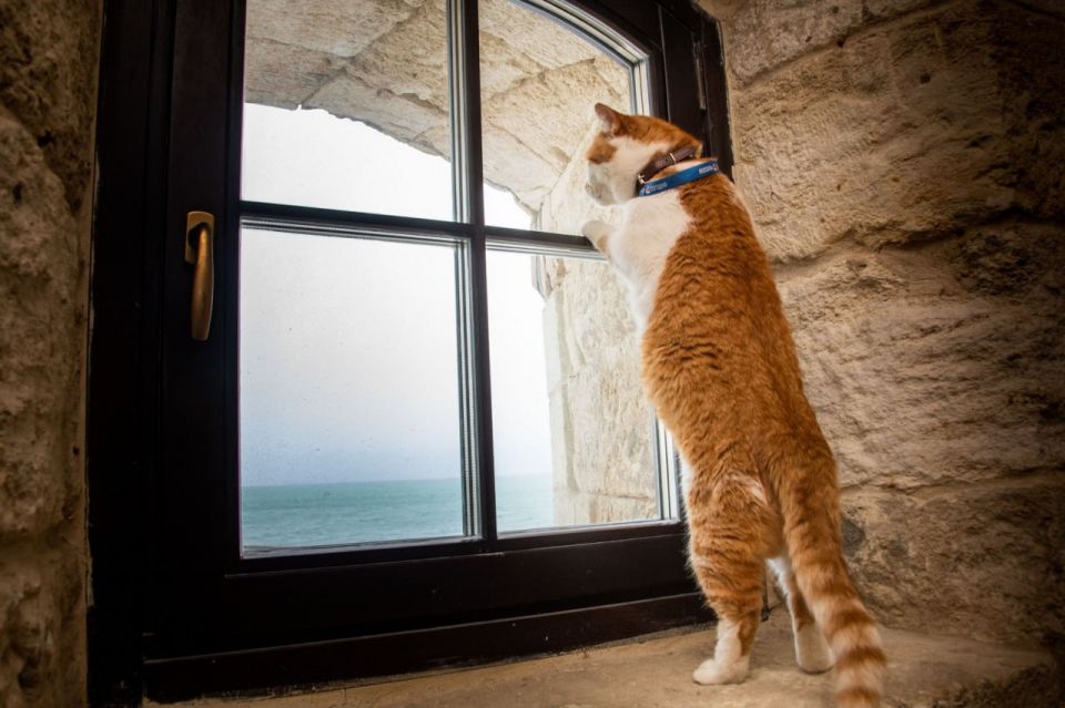 Кот Мостик: Смотрю вдаль и провожаю свои девять лет — тёплые, шумные, очень разные