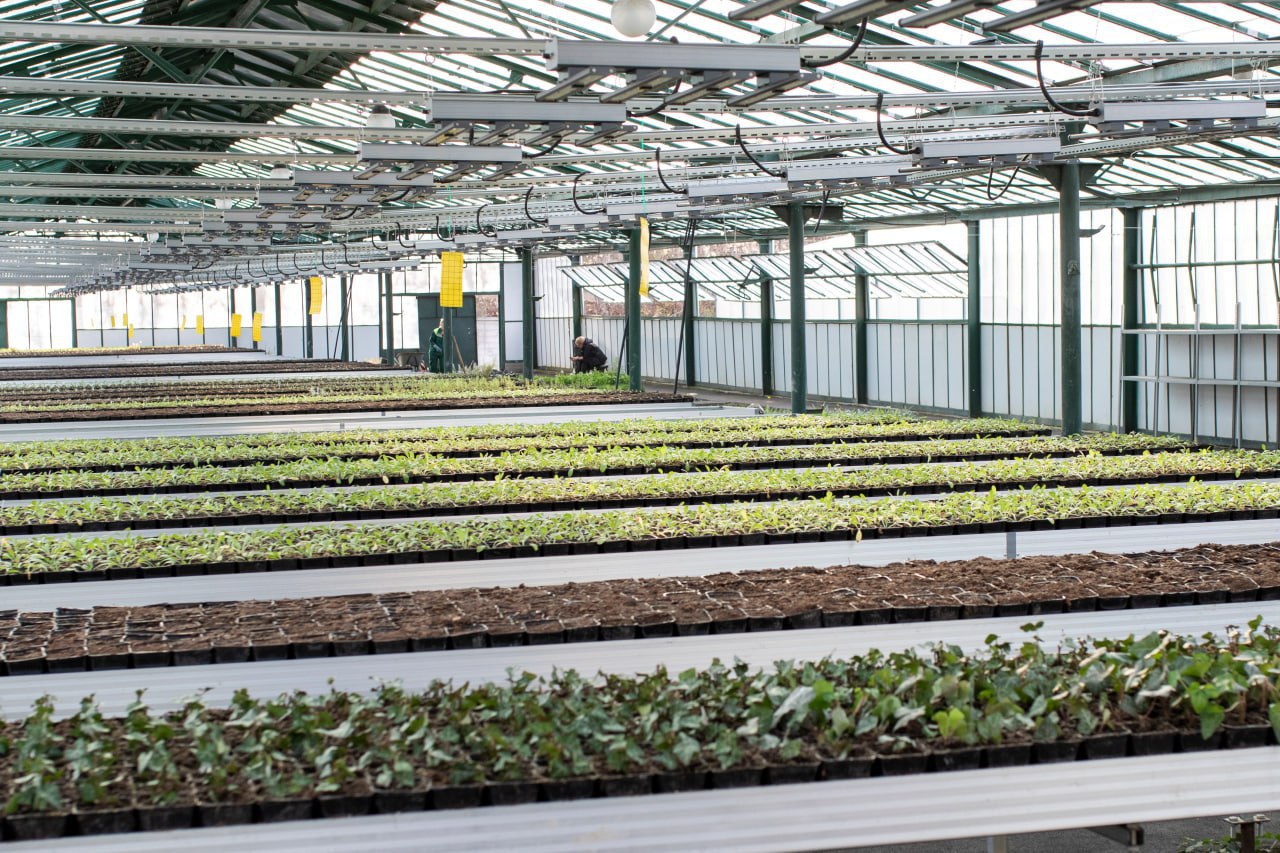 40 тысяч цветов высадят в Симферополе до конца года 40 тысяч цветов высадят в Симферополе до конца года