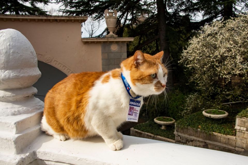 Кот Мостик: Ура, пятница! Время делиться тем, что радовало меня на этой неделе