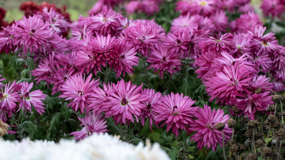 В Симферополе высадят около 40 тысяч цветов