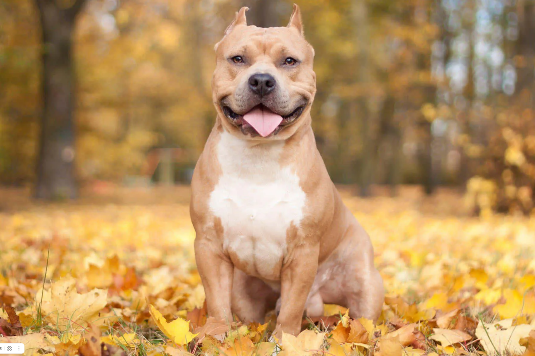 Межрайонным отделом ветеринарии «Западный» проводится работа по контролю и надзору за исполнением законодательства в области обращения с домашними животными