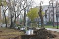 В Морсаду провели первый этап компенсационной высадки деревьев