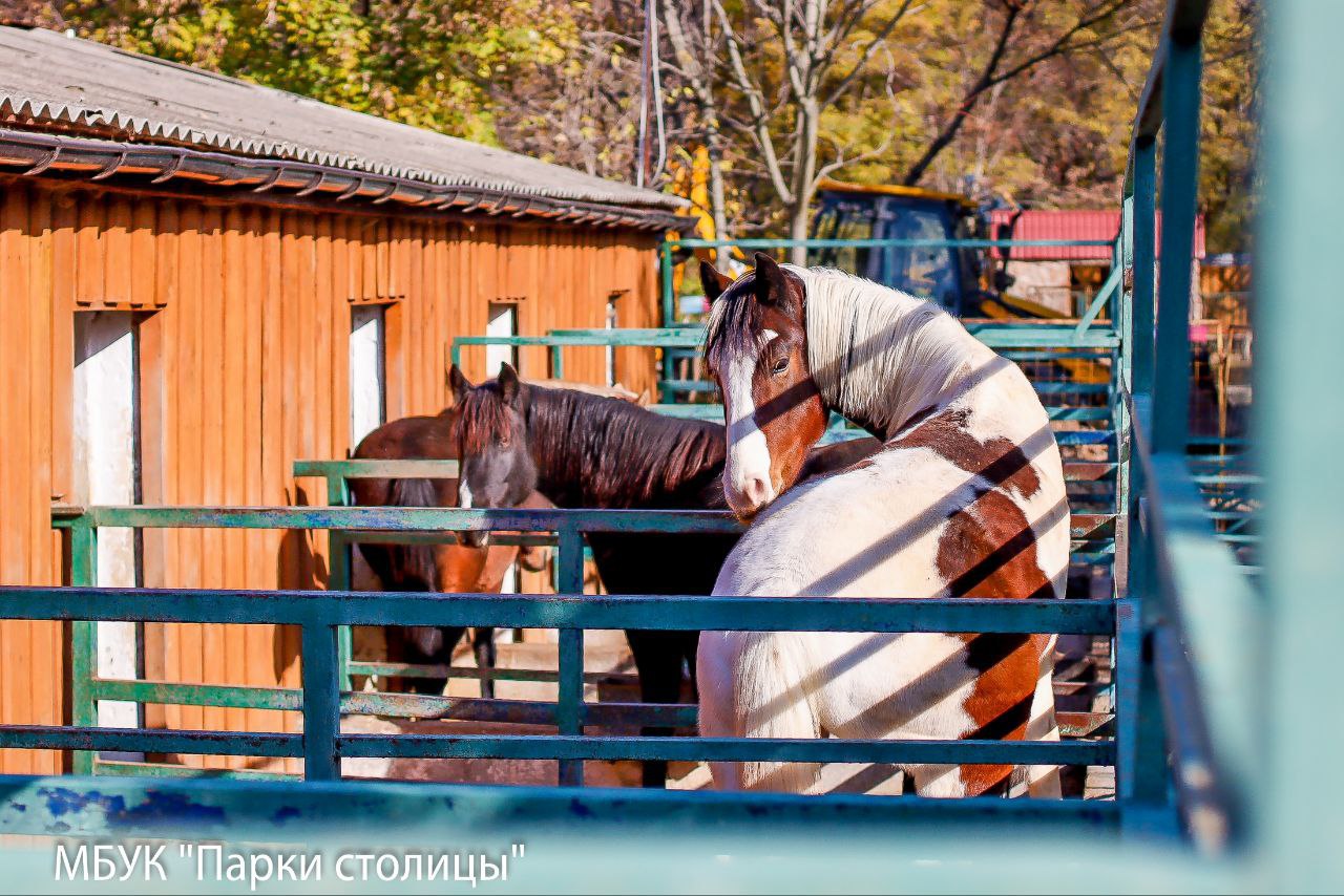 Жителей симферопольского зооуголка готовят к зиме Жителей симферопольского зооуголка готовят к зиме
