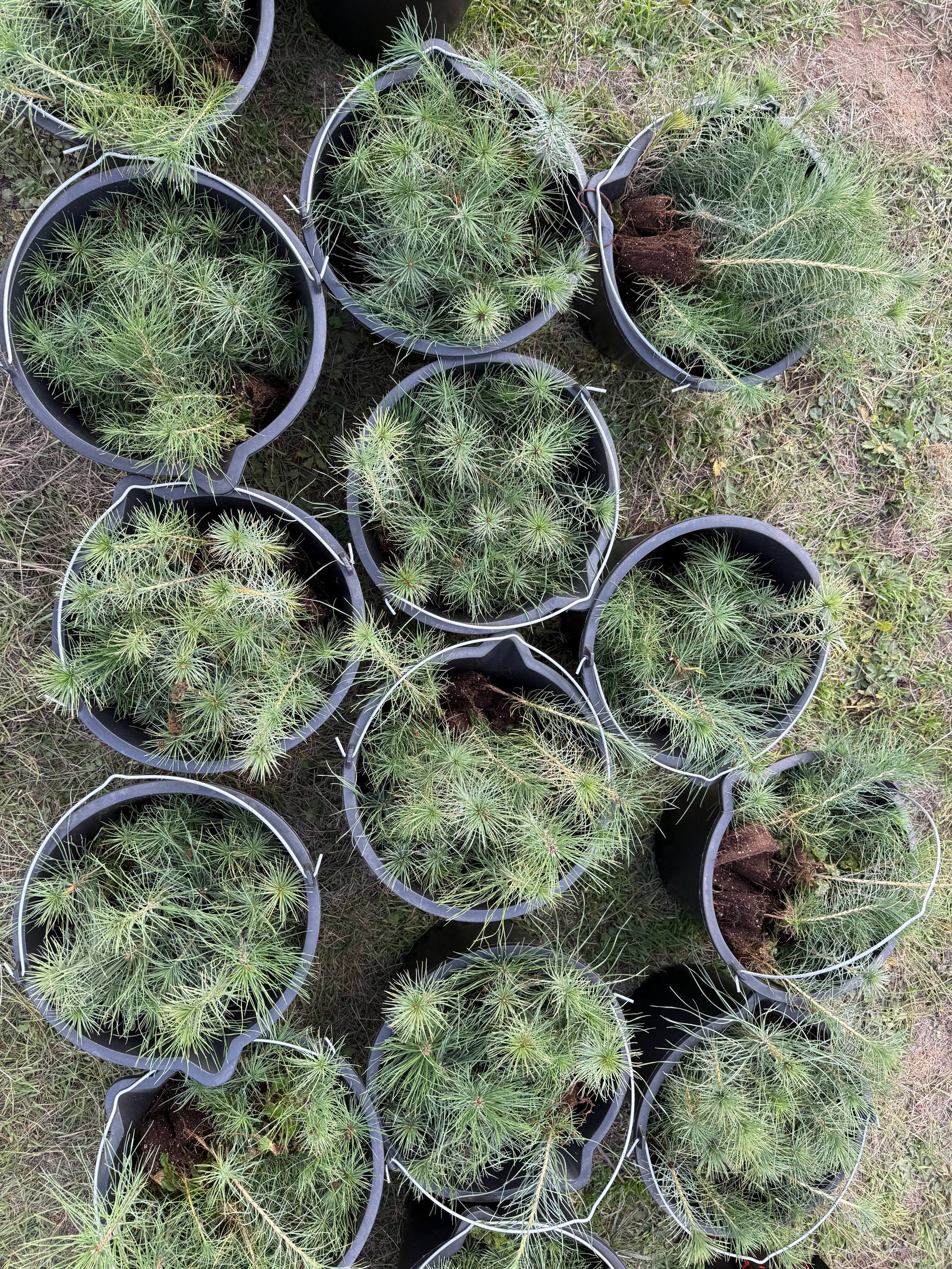 Вблизи пгт Орджоникидзе состоялось центральное мероприятие Всероссийской акции «Сохраним лес» Вблизи пгт Орджоникидзе состоялось центральное мероприятие Всероссийской акции «Сохраним лес»