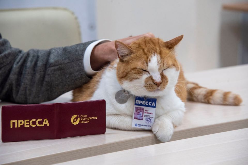 Кот Мостик: Сегодня значимый день в моей журналистской карьере!