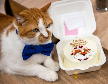 Кот Мостик: Сегодня мой любимый день в году — мой день рождения