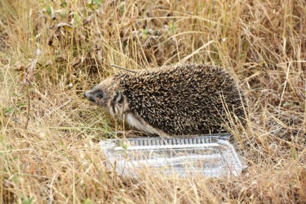29 ноября: какой сегодня день