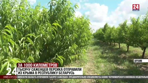 Тысячу саженцев персика отправили из Крыма в Республику Беларусь