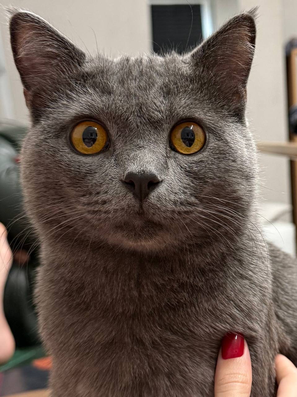 Кот Мостик: Сегодня день домашних животных Кот Мостик: Сегодня день домашних животных