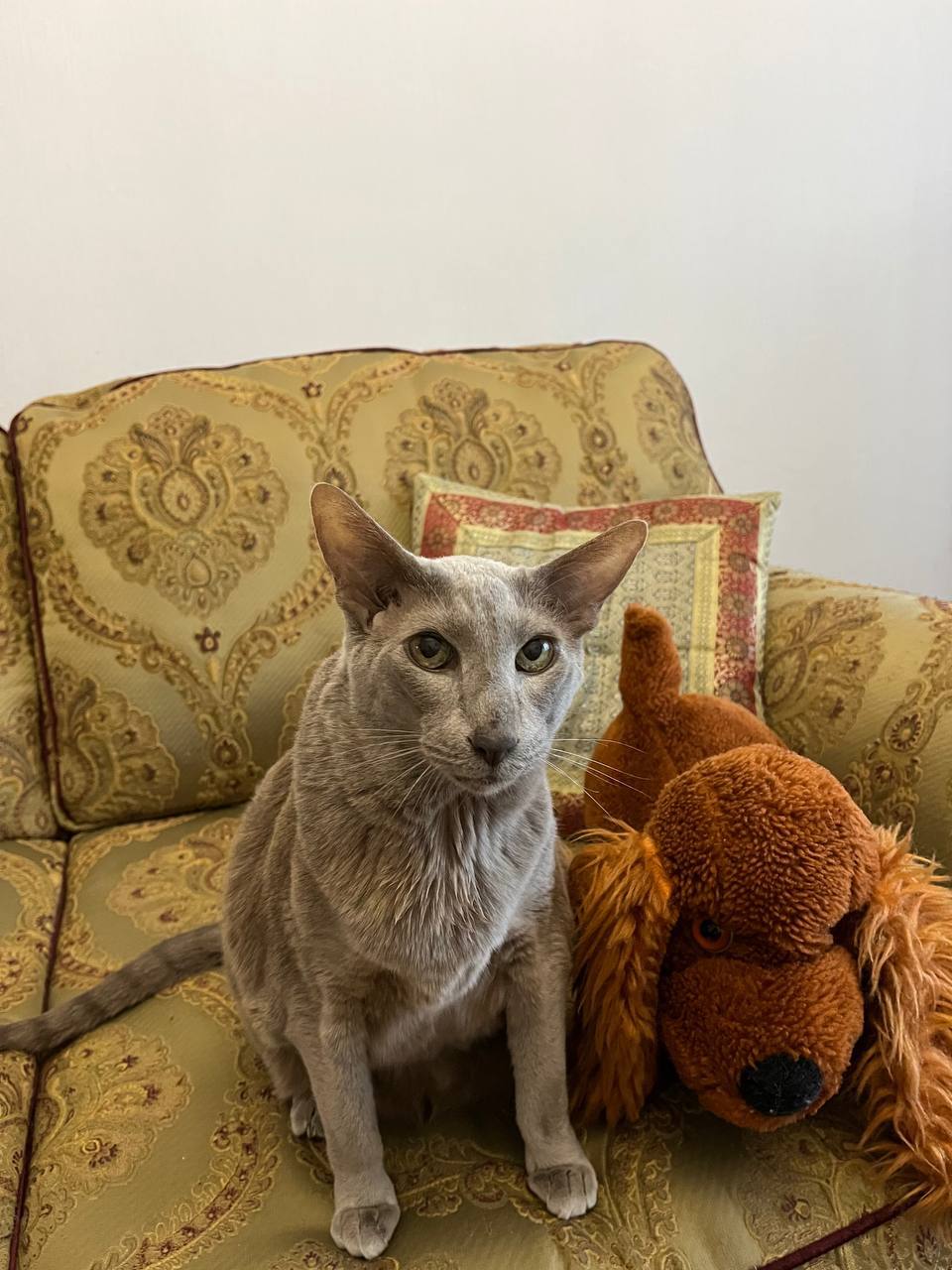 Кот Мостик: Сегодня день домашних животных Кот Мостик: Сегодня день домашних животных