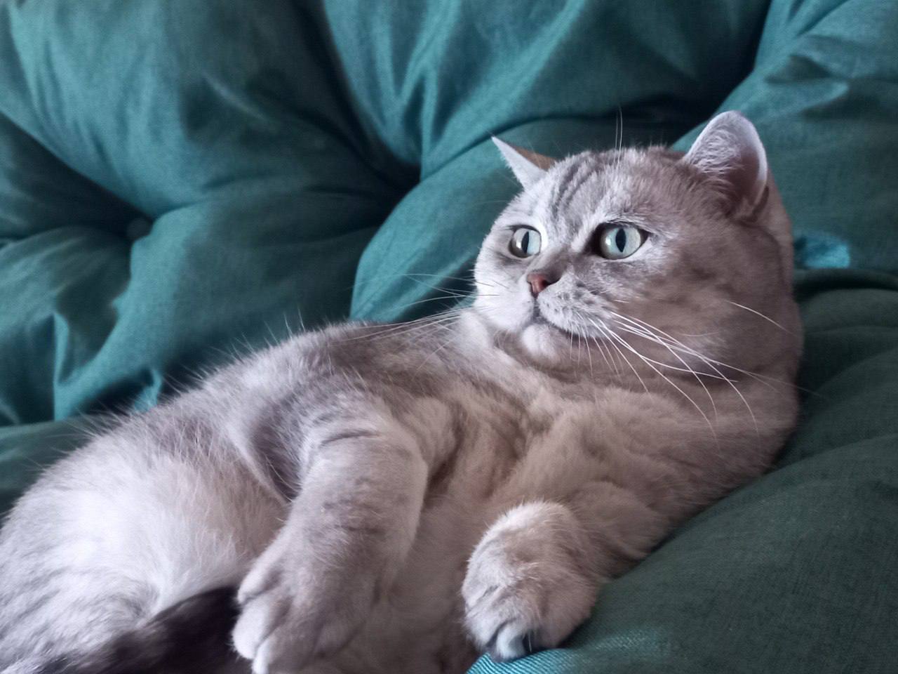 Кот Мостик: Сегодня день домашних животных Кот Мостик: Сегодня день домашних животных