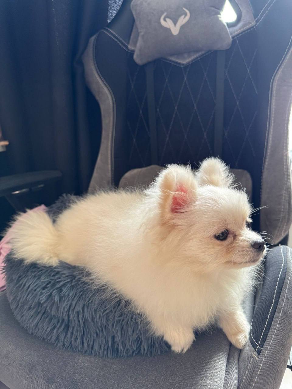 Кот Мостик: Сегодня день домашних животных Кот Мостик: Сегодня день домашних животных