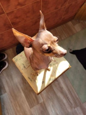 Кот Мостик: Сегодня день домашних животных