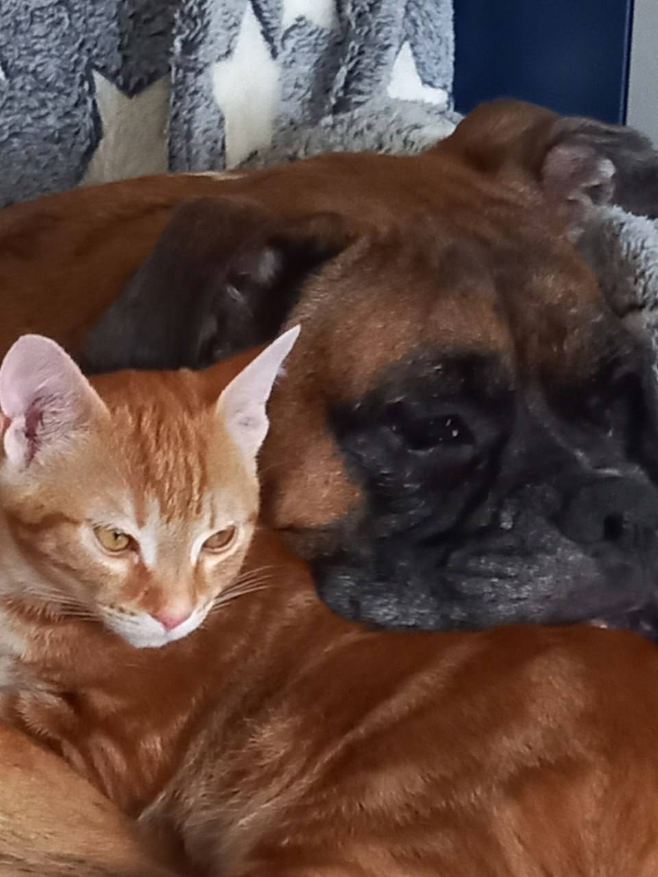 Кот Мостик: Сегодня день домашних животных Кот Мостик: Сегодня день домашних животных