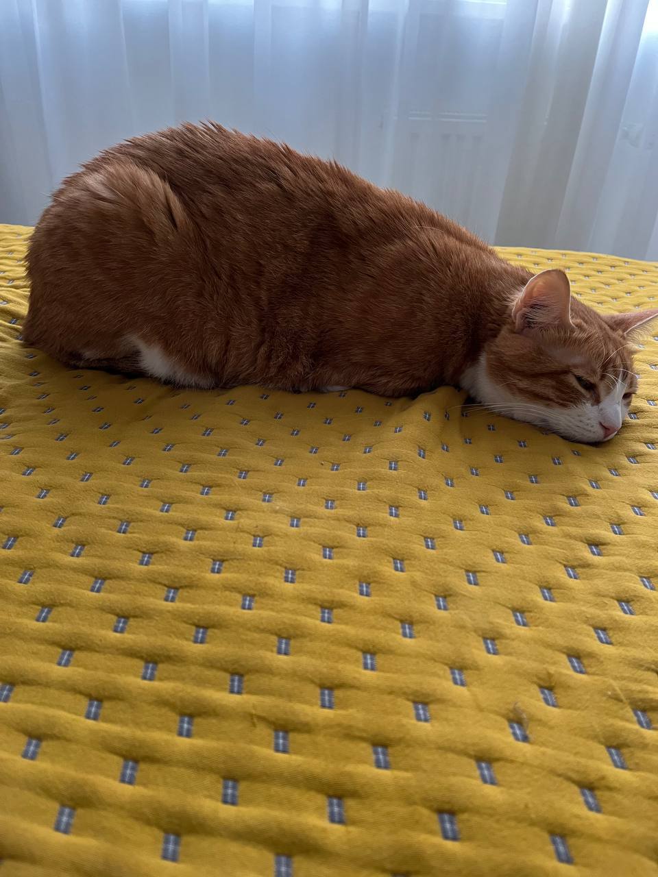 Кот Мостик: Сегодня день домашних животных Кот Мостик: Сегодня день домашних животных