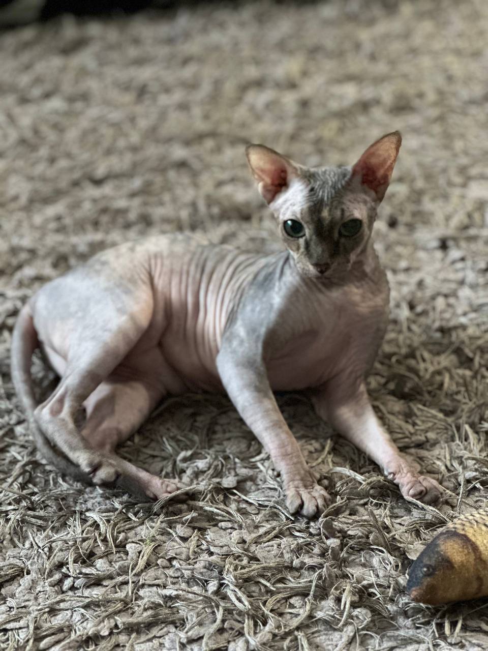 Кот Мостик: Сегодня день домашних животных Кот Мостик: Сегодня день домашних животных