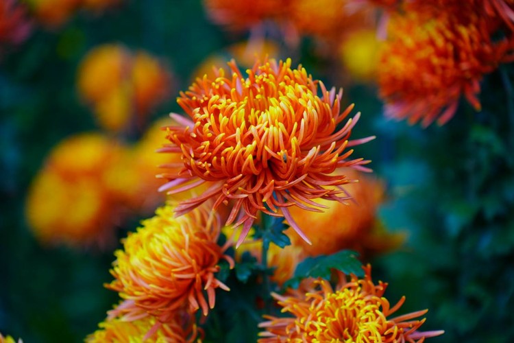 Не падал первый снег и розы зацвели: какие сюрпризы принесла погода 1 декабря в Крыму Не падал первый снег и розы зацвели: какие сюрпризы принесла погода 1 декабря в Крыму