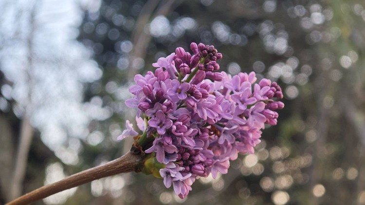 Не падал первый снег и розы зацвели: какие сюрпризы принесла погода 1 декабря в Крыму Не падал первый снег и розы зацвели: какие сюрпризы принесла погода 1 декабря в Крыму