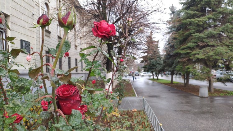 Не падал первый снег и розы зацвели: какие сюрпризы принесла погода 1 декабря в Крыму Не падал первый снег и розы зацвели: какие сюрпризы принесла погода 1 декабря в Крыму