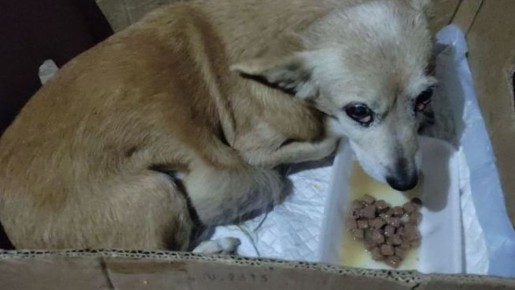 «Хозяева выбросили на свалку»: волонтеры из Ялты спасли дворнягу, умиравшую без еды и воды